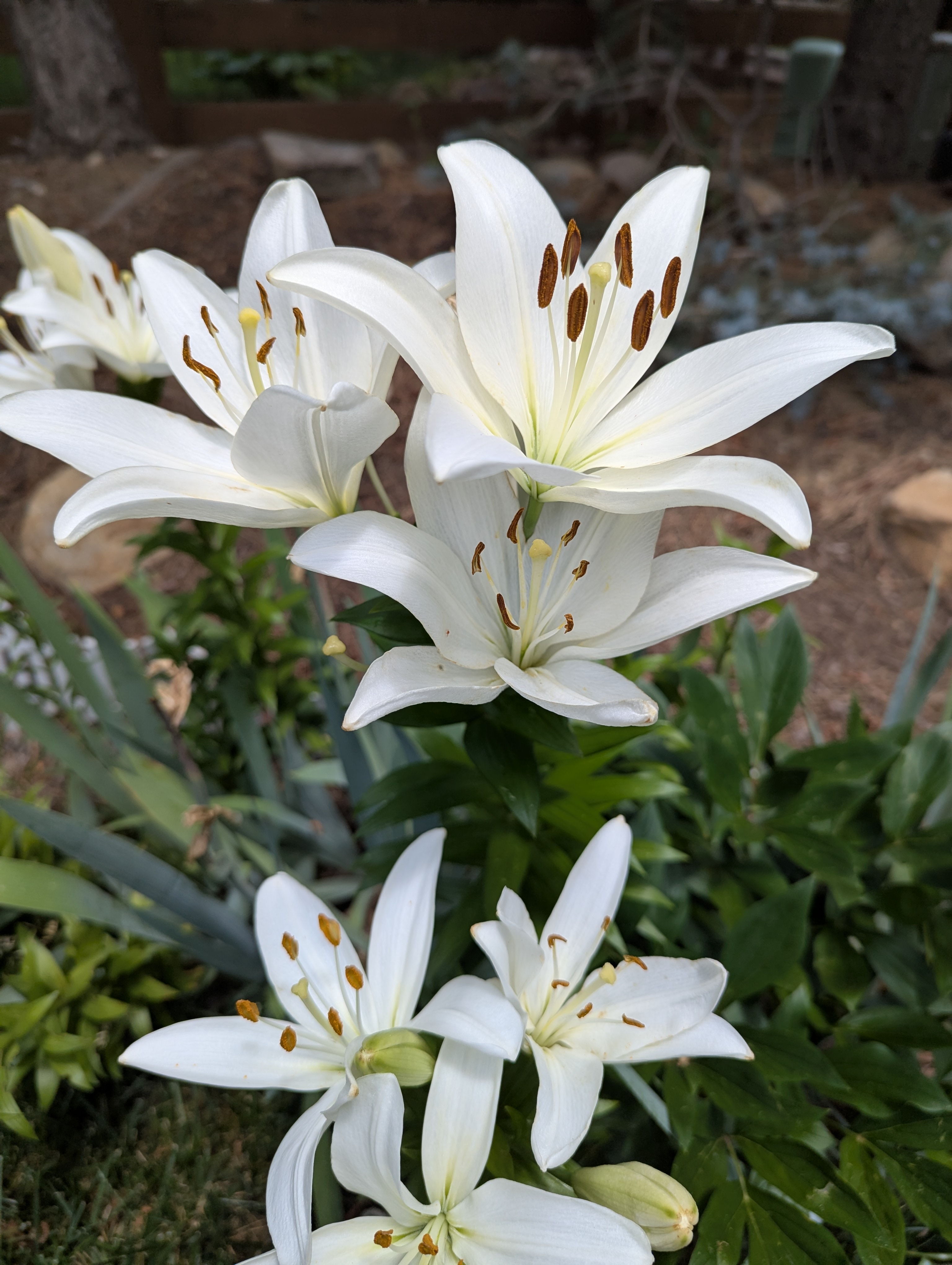4th of July, Colorado, lillies